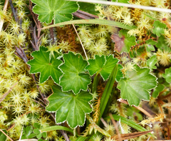 Alchemilla orbiculata