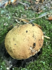 Butyriboletus
