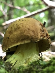 Butyriboletus