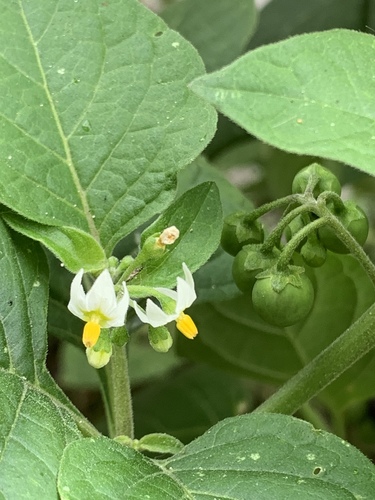 Solanum nigrum