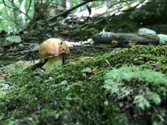 Butyriboletus