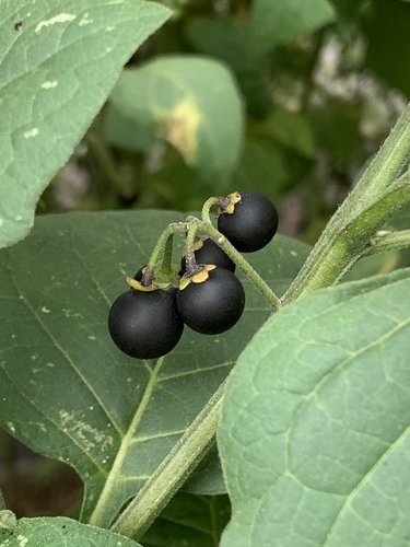 Solanum nigrum