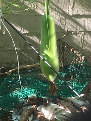 Cucurbitaceae