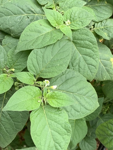 Solanum nigrum