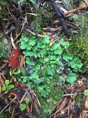 Peltigeraceae