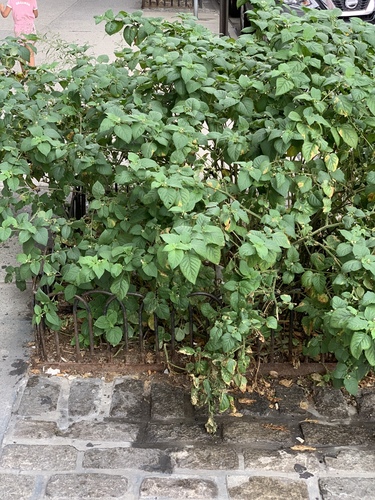 Solanum nigrum