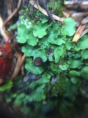 Peltigeraceae