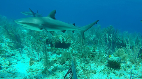Caribbean reef shark