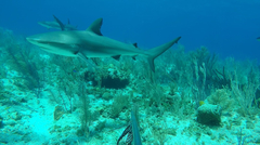 Caribbean reef shark
