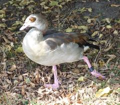 Alopochen aegyptiaca