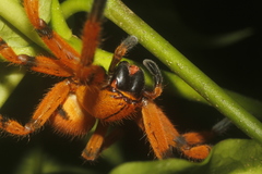 Olios simoni