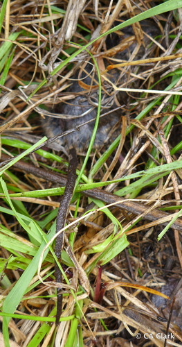 Mus musculus observed 2016-08-14
