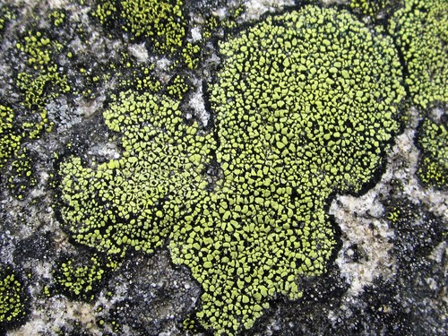 yellow map lichen