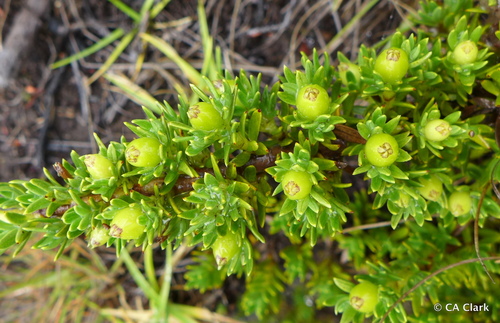 Coprosma ernodeoides
