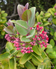 Santalum haleakalae