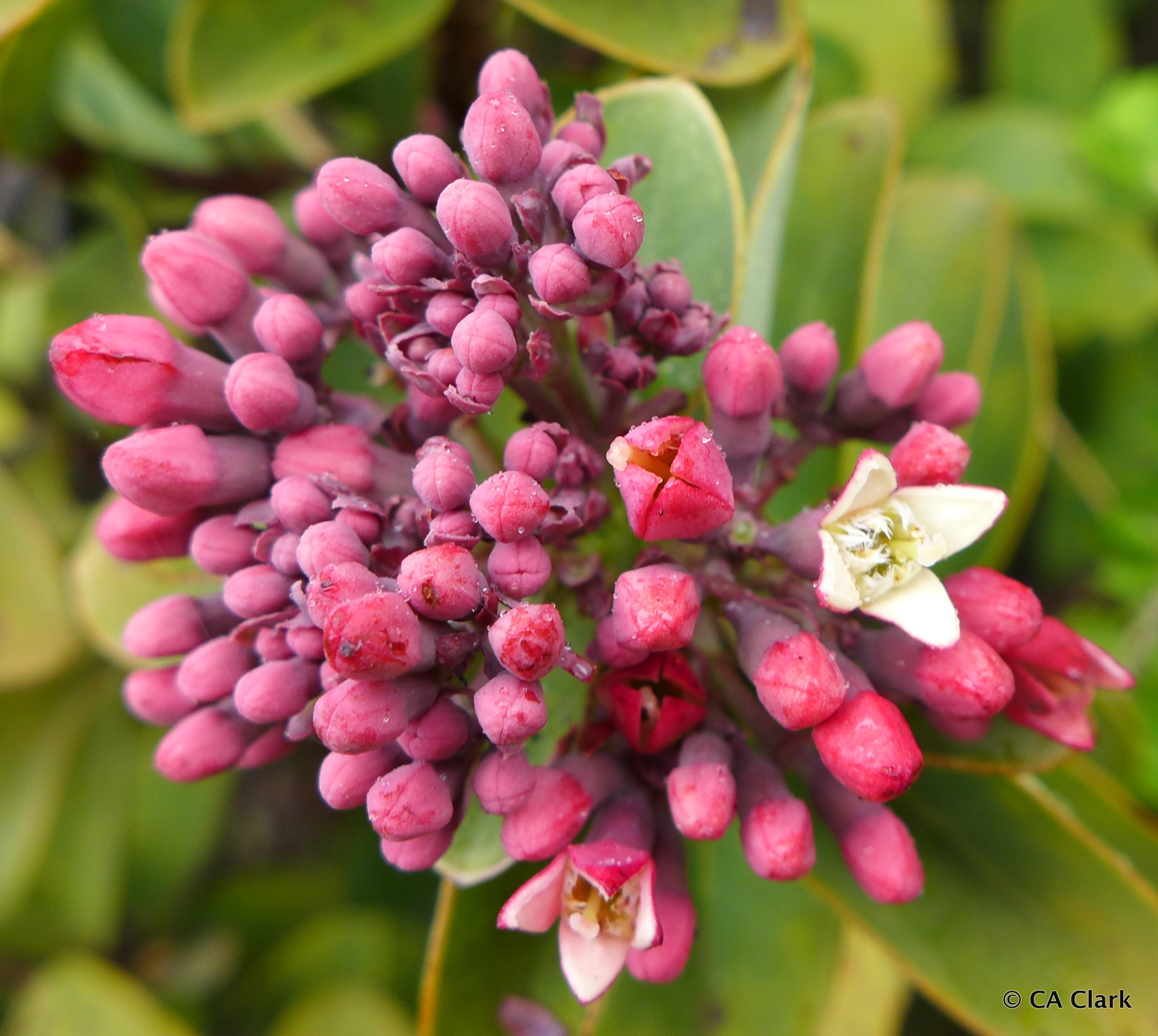 Santalum haleakalae