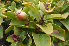 Santalum haleakalae