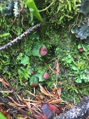 Peltigeraceae