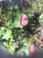 Peltigeraceae