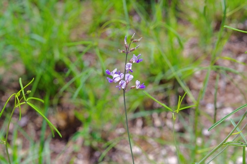 Image of Pediomelum linearifolium by (c) Michelle W. （鍾偉瑋）, some rights reserved (CC BY)
