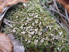 Cladonia apodocarpa