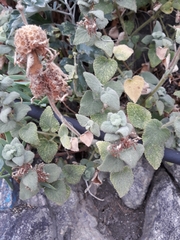 Marrubieae
