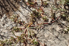 Gossypianthus lanuginosus