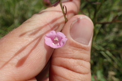 Agalinis viridis