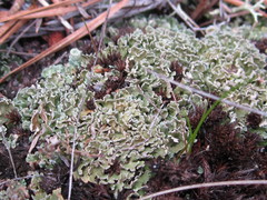 Cladonia apodocarpa