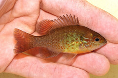 Redbreast Sunfish photo 4