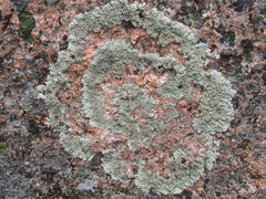 Arctoparmelia centrifuga