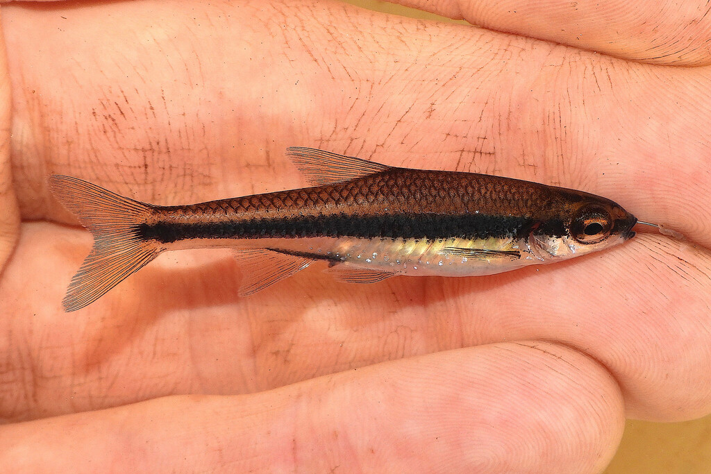 Ironcolor shiner (Notropis chalybaeus) — Cyprinidae
