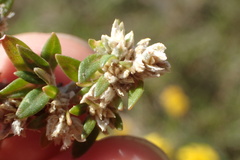 Gossypianthus lanuginosus