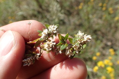 Gossypianthus lanuginosus