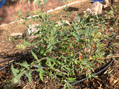 Caryopteris × clandonensis