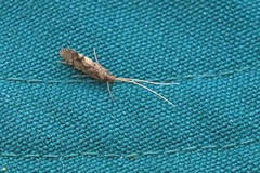 Annulipalpia