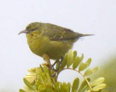 Chlorodrepanis virens