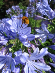 Amegilla bombiformis