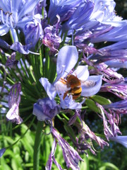 Amegilla bombiformis