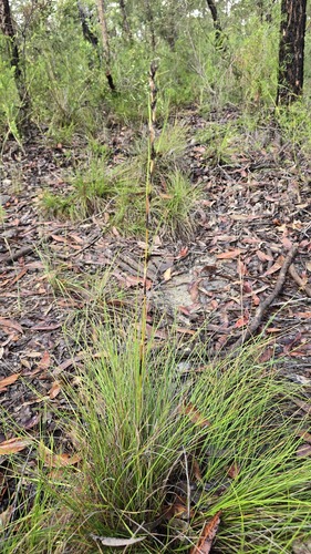 Hairy Bog-rush (Schoenus villosus)