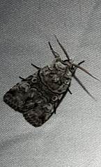 Sympistis chionanthi