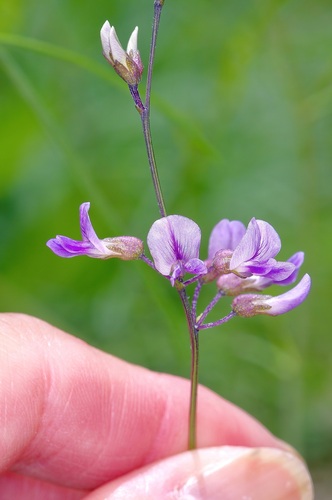 Image of Pediomelum linearifolium by (c) Michelle W. （鍾偉瑋）, some rights reserved (CC BY)
