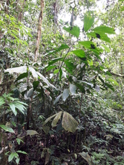 Iriartea deltoidea