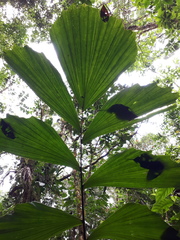 Iriartea deltoidea