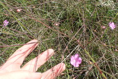 Agalinis oligophylla