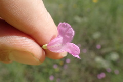 Agalinis oligophylla