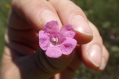Agalinis oligophylla
