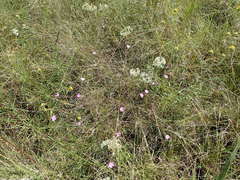 Agalinis oligophylla