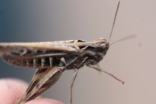 Bow-winged Grasshopper, photo 6 of 7