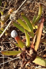 Carpobrotus edulis